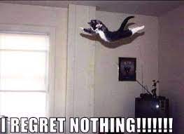 Funny Cat Quote Funny Cat Pictures Funny Cat Videos Funny Cats