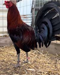 calvarygamefarm (@calvarygamefarm)’s videos with The Champion