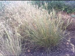 In olden times the camel was also used in yer. Camel Grass Facts And Health Benefits