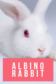 White bunny ballerina with dark pink bow on her head and heart on her chest. Albino Rabbit Unveiling The Secrets Of The Completely White Bunny