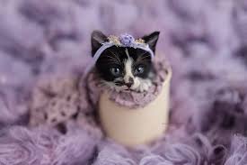 Kittens could be nature's cutest baby animal! Kitten Newborn Photo Shoots That Will Melt Your Heart Meowingtons