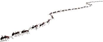 Effective Steps On How to get rid of ants from kitchen | Pest ...