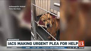 Must contain at least 4 different symbols; Iacs Offers Free Pet Adoptions Through July Wthr Com