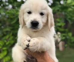 Wonderful temperments bred for family pets, therapy, service, and working dogs. Golden Retriever Puppies For Sale Near Oklahoma City Oklahoma Usa Page 1 10 Per Page Puppyfinder Com