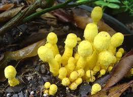 Image result for poisonous mushrooms