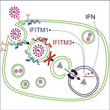 Princess constance and edmund holland (john carmi parsons) 292. Ifitms Restrict The Replication Of Multiple Pathogenic Viruses Abstract Europe Pmc