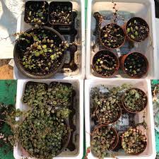 Simply take several cuttings that are a few inches long and place them in water. Peperomia Prostrata String Of Turtles Just Under 2 5 Months Soil Propagation Progress With Leaf And Stem Cuttings 4 4 2020 Start In Top Pic Today 6 14 2020 Bottom Succulents