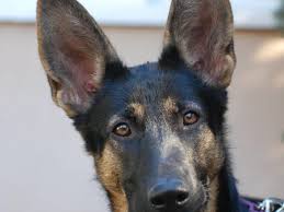 German shepherd puppies ears ? When Will My German Shepherd S Ears Stand Up Pethelpful By Fellow Animal Lovers And Experts