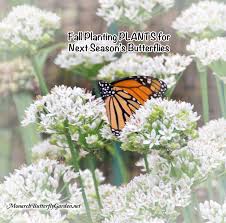 Check spelling or type a new query. Fall Planting Butterfly Plants For Next Season S Monarchs