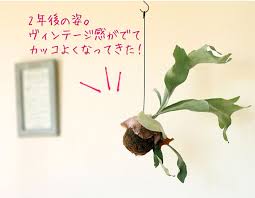 楽天市場 送料無料 コウモリラン ネザーランドの苔玉 ビカクシダ 今月の植物 ｅ 花屋さん コウモリラン お花屋さん 苔