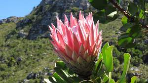 Pin By Andre Kok On Bloemen Planten Flowers Plants Protea Flower Protea Flowers
