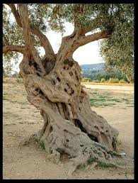 As Plantas Timeline Photos Olive Tree Tree Nature Tree