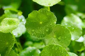 Image result for Centella glabrata