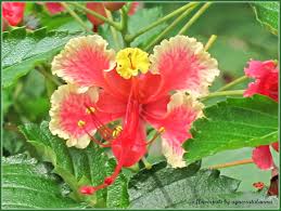 Flowers in the philippines tagalog. Pink Caballero Peacock Flower Project Noah