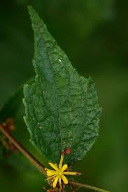 Image result for Triumfetta trifida