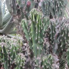 Cereus peruvianus 'monstrosus' (monstrose apple cactus, andes organ pipe, ) [aka c. Cereus Peruvianus Monstrosus Monstrose Apple Cactus In Gardentags Plant Encyclopedia