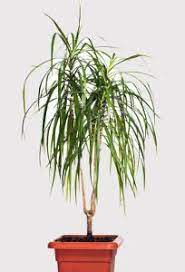 dracaena marginata entretien engrais arrosage maladies comment faire une bouture plante dracaena planter un palmier