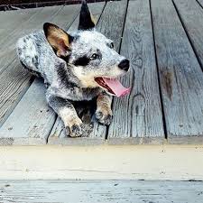Https Www Buzzfeed Com Amphtml Matwhitehead Blue Heelers Appreciation Heeler Puppies Austrailian Cattle Dog Blue Heeler Dogs