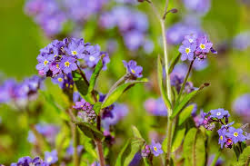 Both light and dark blue follows connect most strongly with the remembrance and memory meanings, while a white forget me not can be given as a symbol of charity or care. Forget Me Not Myosotis Raublattgewachs Boraginaceae Ornamental Plant Flower Blossom Bloom Purple Forget My Not Wild Flower Pikist
