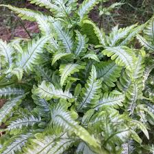 Image result for Pteris