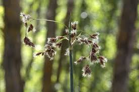 Image result for Schoenoplectus scirpoides