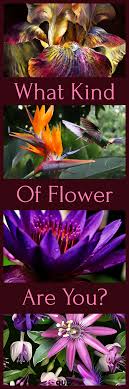 What Kind Of Flower Are You Quiz Flowers Nature Flowers Flower Pictures