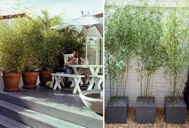 Planter bambou bambou en pot terrasse carrelée terrasse pierre terrasses bambou balcon brise vue naturel salon resine decoration bambou. Bambou En Pot Brise Vue Naturel Et Deco Sur La Terrasse