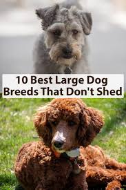 Big dog breeds that shed don't shed. Top 10 Large Dog Breeds That Dont Shed Cute766