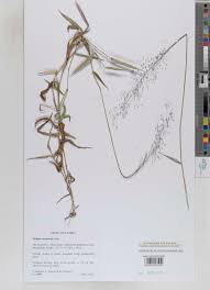 Image result for Melinis tenuissima