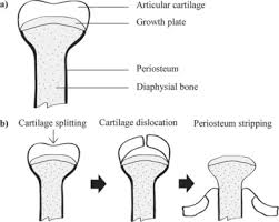 Diagram of a chicken skull. Deboning Broiler Chicken Legs And Wings By Dislocation Of Articular Cartilage Followed By Stripping Periosteum Sciencedirect