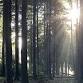 A Forest Bathing Experience- REWILD YOURSELF! event image
