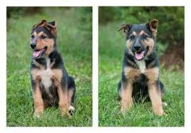 Check spelling or type a new query. View Ad Border Collie German Shepherd Dog Mix Puppy For Sale Near Pennsylvania Boalsburg Usa Adn 45126