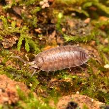 Image result for Ypsilopus liae