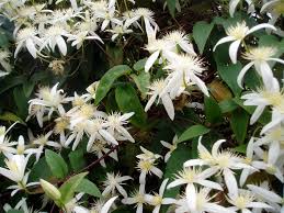 Image result for Clematis costata