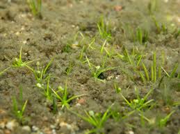 Image result for Subularia