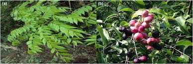 Image result for Clausena