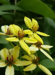 Image result for Tristellateia