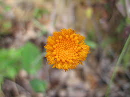 Image result for Emilia discifolia