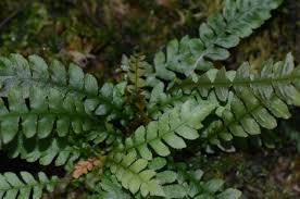 Image result for Asplenium hypomelas