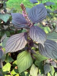 Image result for Dasylepis eggelingii