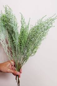 Image result for Stoebe