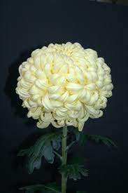 Pin By National Chrysanthemum Society On Class 1 Irregular Incurves Chrysanthemum Flower Beautiful Flowers Pretty Flowers