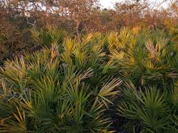 Image result for Secamone retusa