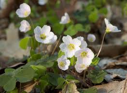 Image result for Oxalis purpurascens