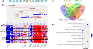 Jun 30, 2021 · how does fitzgerald use setting in the exposition of this passage? Dynamic Network Inference And Association Computation Discover Gene Modules Regulating Virulence Mycotoxin And Sexual Reproduction In Fusarium Graminearum Bmc Genomics Full Text