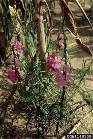 Image result for Striga chrysantha