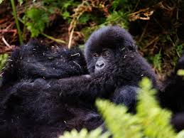 Image result for Brazzeia longipedicellata