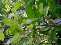 Image result for Gymnosporia senegalensis