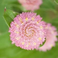Image result for Gomphrena globosa