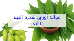 فوائد أوراق شجرة النيم للشعر Youtube